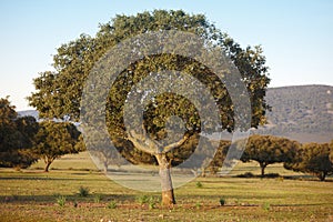 Oak holm, ilex in a mediterranean forest. Cabaneros park, Spain photo