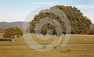 Oak holm, ilex in a mediterranean forest. Cabaneros park, Spain photo