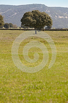 Oak holm in a mediterranean meadow landscape. Cabaneros, Spain photo