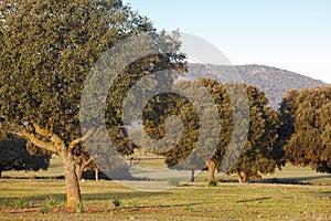 Oak holms, ilex in a mediterranean forest. Cabaneros park, Spain photo