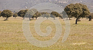 Oak holms in a mediterranean meadow. Cabaneros, Spain photo