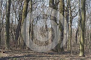 Oak-hornbeam forest in early spring