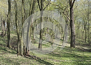 Oak-hornbeam wood in spring