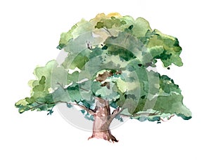 Oak isolated on a white background