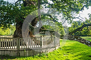 Guillotin oak 9m60 in circumference, Forest broceliande, Paimpont, Brittany, photo