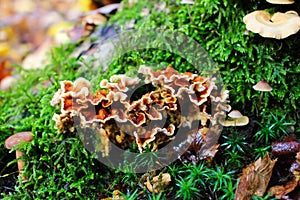 Oak laminated mushroom, Stereum gausapatum, with selected focus
