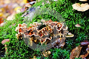 Oak laminated mushroom, Stereum gausapatum, with selected focus photo