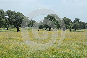 Oak landascape of the meadow photo