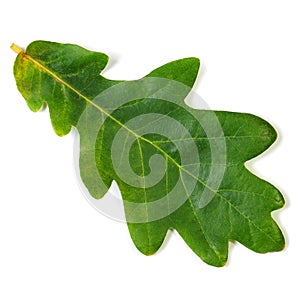 Oak leaf photo