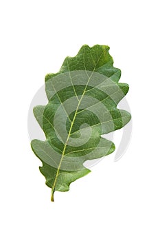 Oak leaf