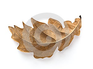 Oak Leaf