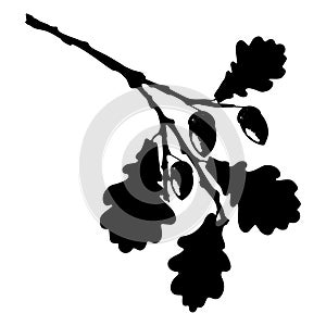 Oak leaf, acorn and branch isolated silhouette, ecology stylized