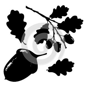 Oak leaf, acorn and branch isolated silhouette, ecology stylized