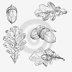 Oak leaf and acorn. Hand drawn illustration