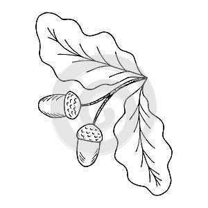 Oak leaf and acorn, liner