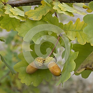 Oak leaf, acorn on oak tree background