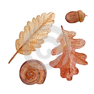 Oak leaf acorn snail watercolor set isolated on white