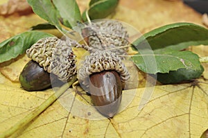 Oak leaf and acorns