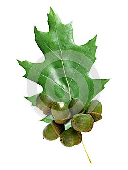 Oak leaf with acorns