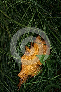 Oak leaf alone wet grass rainy autumn day