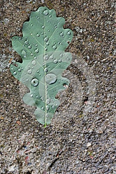 Oak leaf on the asphalt