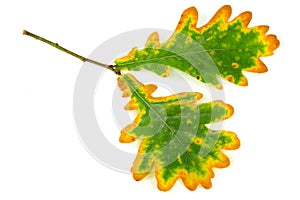 Oak leaf in autumn