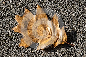 Oak leaf background which has brown leaves in the autumn fall