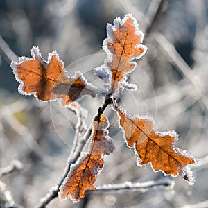 Oak leaf with blurring background.