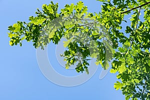 Oak leaf branches summer sunny day