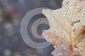 Oak leaf, brown autumn with dew drops