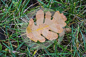 Oak leaf. Colors of autumn forest