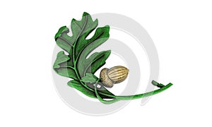 Oak leaf 3d render, on a white background