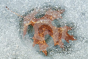 Oak Leaf Encased in Ice