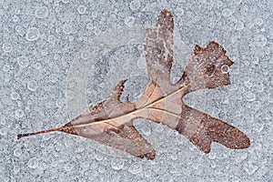 Oak Leaf Encased in Lake Ice