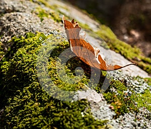 Oak leaf falls on the ground on a stone with moss, changing the season