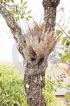 Oak-Leaf Fern, Drynaria Dormancy on Tree