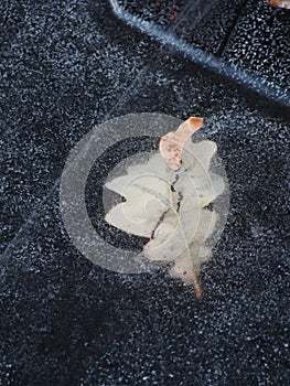 Oak leaf frozen in the ice of the river. Leaf in the ice.