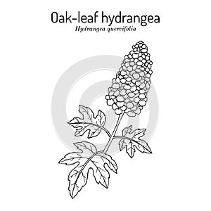 Oak-Leaf Hydrangea Hydrangea quercifolia , ornamental plant photo