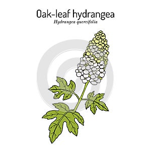 Oak-Leaf Hydrangea Hydrangea quercifolia , ornamental plant photo