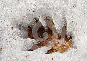 Oak Leaf in the Ice