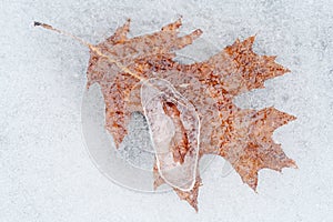 Oak Leaf in Ice