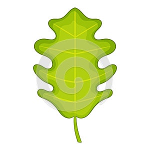 Oak leaf icon, cartoon style