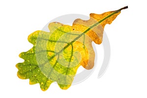 Oak leaf isolated