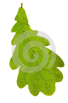 Oak leaf isolated