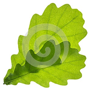 Oak leaf isolated