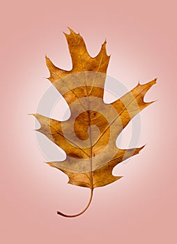 Oak Leaf on Isolated Rose Retro Background