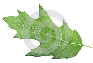 Oak leaf isolated on white background