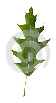 Oak leaf isolated on white background