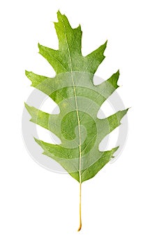 Oak leaf isolated on white background