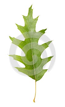 Oak leaf isolated on white background